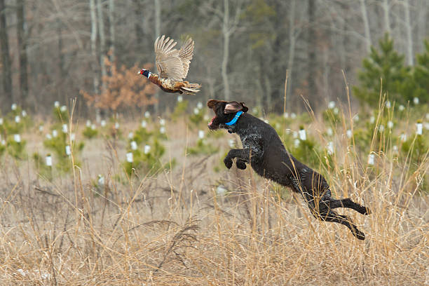 leaping cão de caça - pheasant hunting bird gamebird - fotografias e filmes do acervo