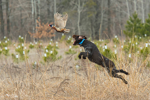 leaping охотничья собака - pheasant hunter стоковые фото и изображения