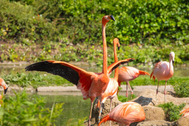 istock flamingos walking in water with green grasses background. 1780796467