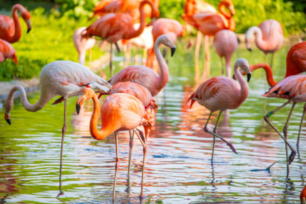 istock flamingos walking in water with green grasses background. 1780796471