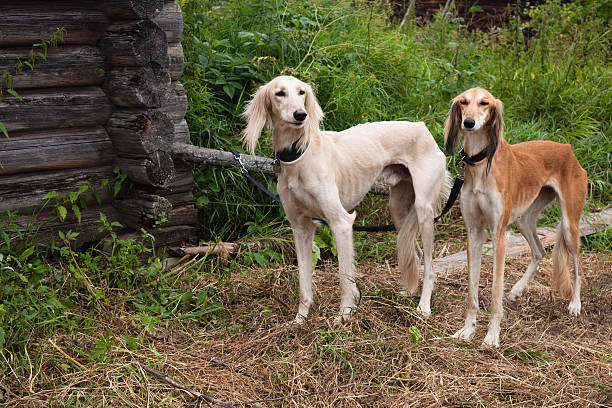 istock White and brown salukies 178079764
