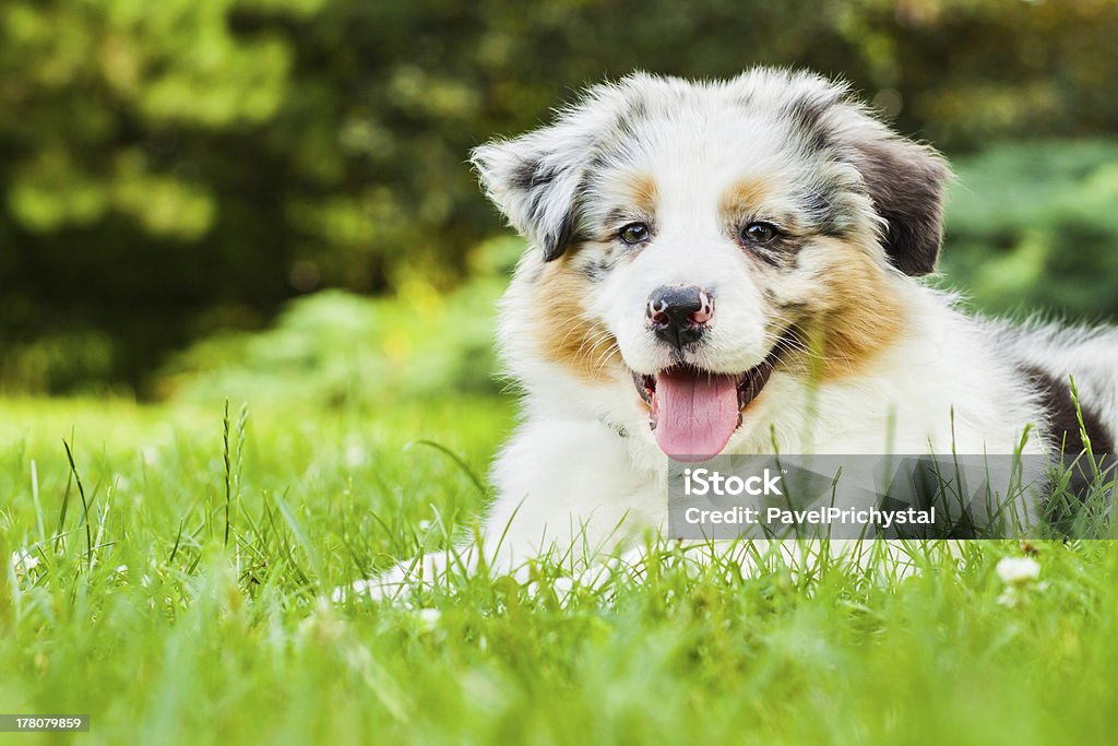 Puppy Young puppy lying on fresh green grass in public park Animal Stock Photo