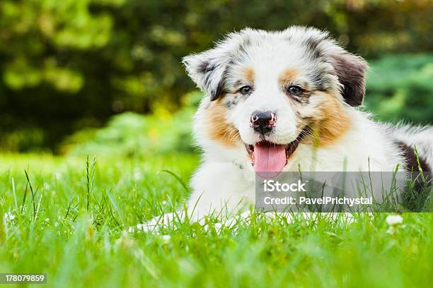 Puppy Stock Photo - Download Image Now - Animal, Animal Body Part, Animal Foot