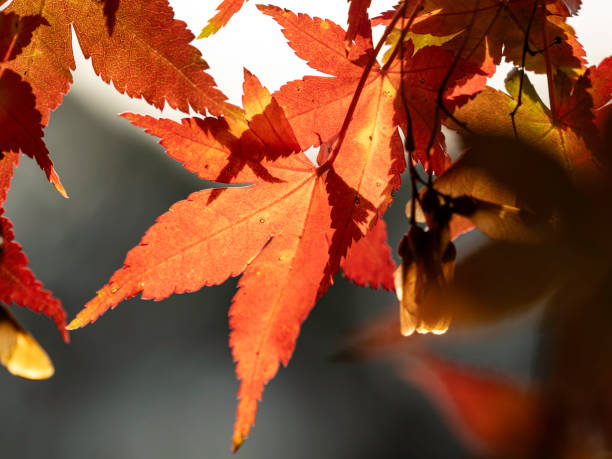 istock Close up colourful autumn leaves 1780798656