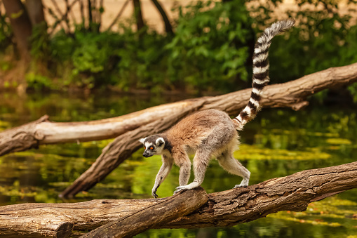 Ring-tailed lemur (Lemur catta) in zoo. Natural background. Endemic animal welfare concept. Funny cute animal