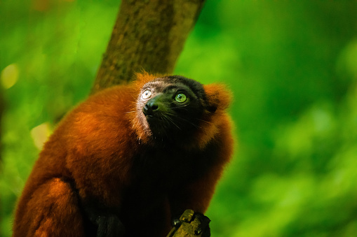 red ruffed lemur, Varecia rubra, watching from above on branch. rare endemic protection and care at Berlin Zoo. cute animal. Vivid nature background.