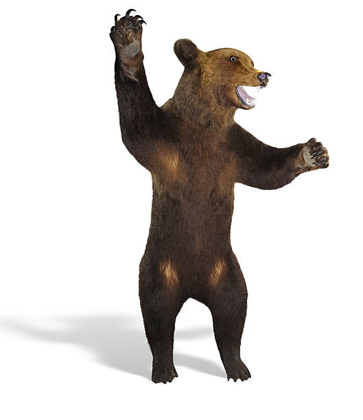 istock Growling angry brown bear isolated over white 178079991