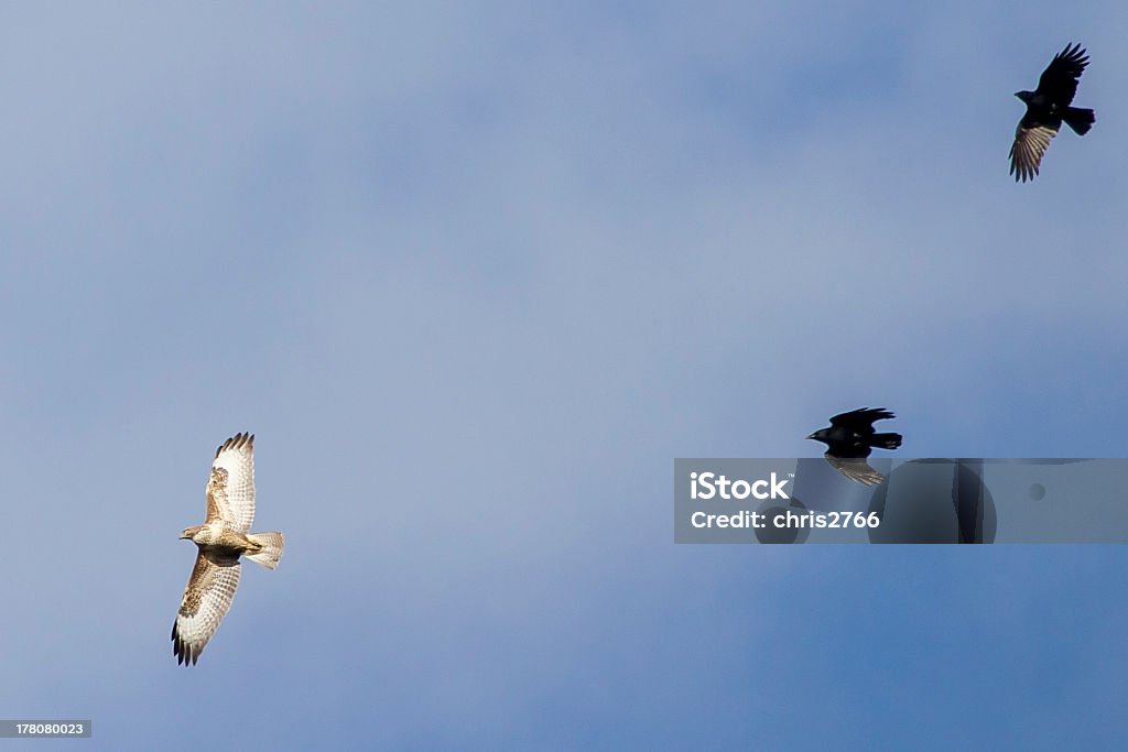 Se conseguido buzzard común - Foto de stock de Ala de animal libre de derechos