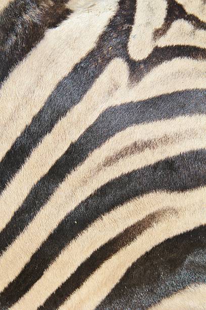 istock Color and Natural Art of Burchell's Zebra Pattern 178080067
