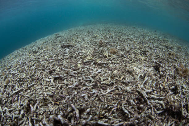 istock Dead Coral Reef in the Indo-Pacific 1780802973