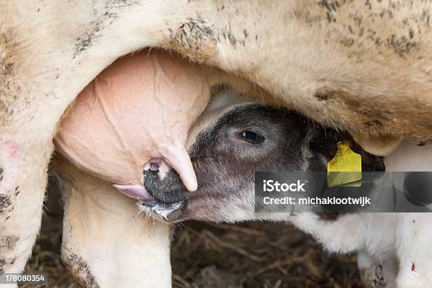 Beber Leche De Vaca Foto de stock y más banco de imágenes de Alimentar - Alimentar, Animal, Animal joven