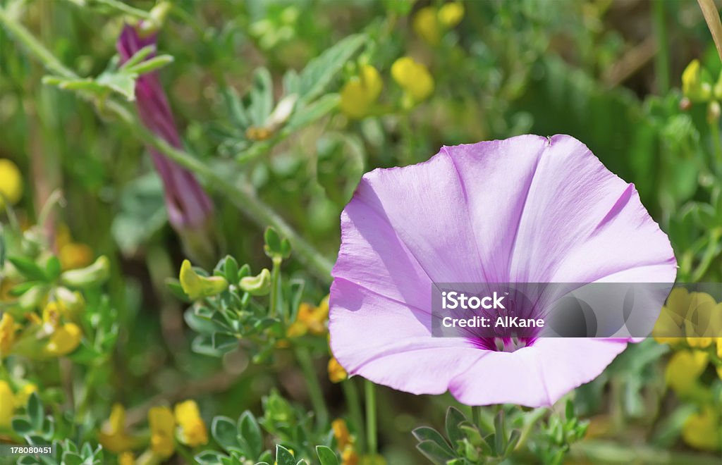 Fiore lilla - Foto stock royalty-free di Ambientazione esterna