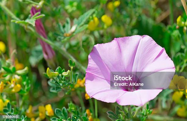 Fiore Lilla - Fotografie stock e altre immagini di Ambientazione esterna - Ambientazione esterna, Bellezza naturale, Close-up