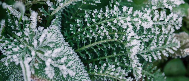 Beatiful frozen plants. Hoarfrost on the leaves. Natural winter background. Macro nature