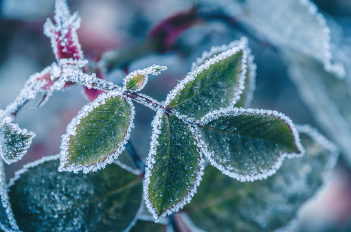 Beatiful frozen plants. Hoarfrost on the rose leaves. Natural winter background. Macro nature