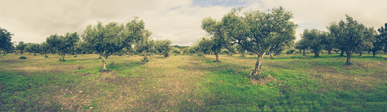 panoramic photograph of an olive grove with large ripe olives.  Malpica do Tejo, district of Castelo Branco.