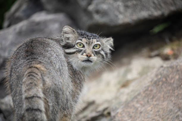 istock Pallas's cat Manul Otocolobus manul cute wild cat 1780806688