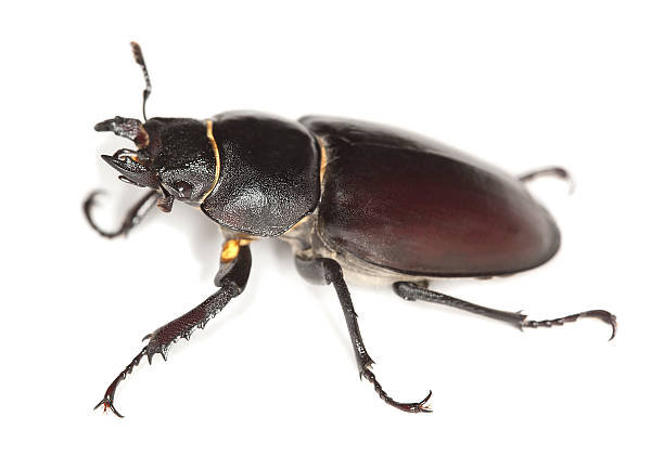 istock Female stag beetle, Lucanus cervus isolated on white background 178080675