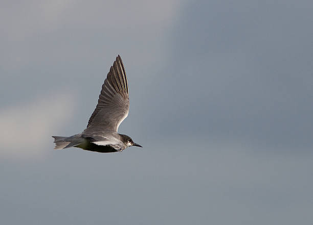 dans l'air - chlidonias photos et images de collection