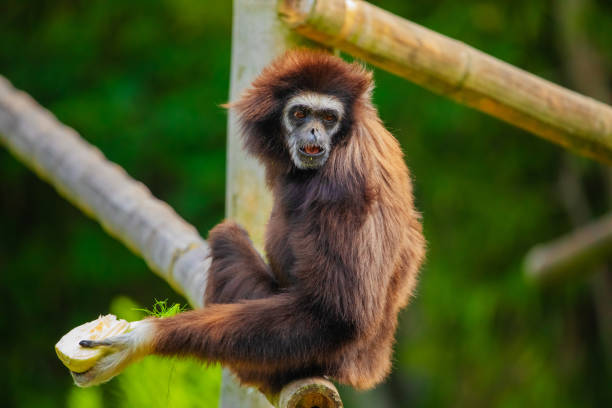 White-handed gibbon jumping. Natural green background. Animals in zoo concept. Portrait monkey