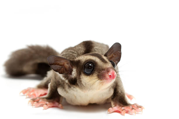 istock young sugar ,pretty little joey 178080969