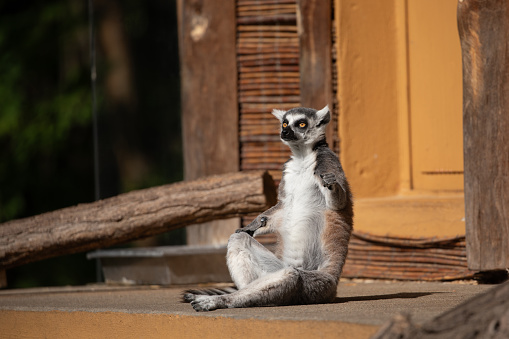 Ring-tailed lemur (Lemur catta) in zoo. Natural background. Endemic animal welfare concept. Funny cute animal