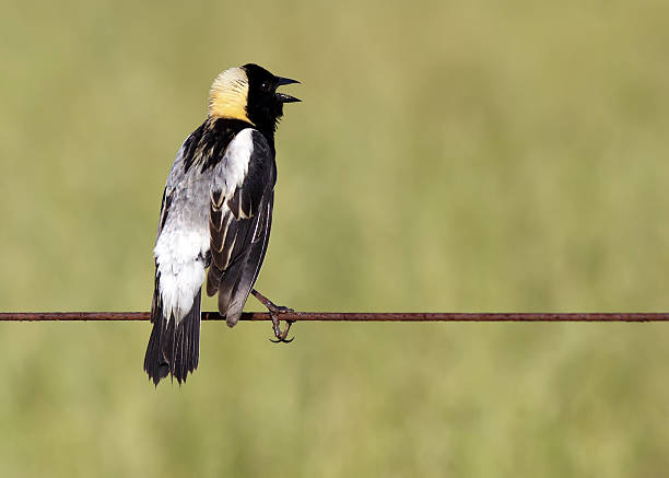 Bobolink Singing A Bobolink on a wire fence in a grass field,Lancaster County,Pennsylvania.The Bobolink (Dolichonyx oryzivorus) is a small New World blackbird. bobolink stock pictures, royalty-free photos & images