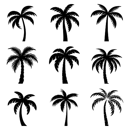 Flat Vector Cartoon Black and White Palm Trees, Palm Tree Silhouette Icon Set Isolated. Palm Design Template for Tropical, Vacation, Beach, Summer Concept. Vector Illustration. Front View.