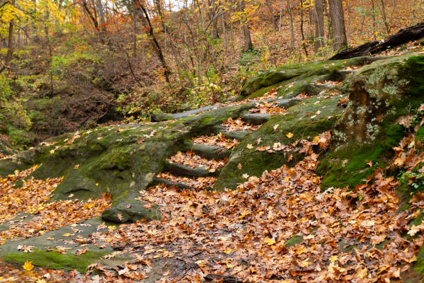 istock Autumn landscape in the woods. 1780811488
