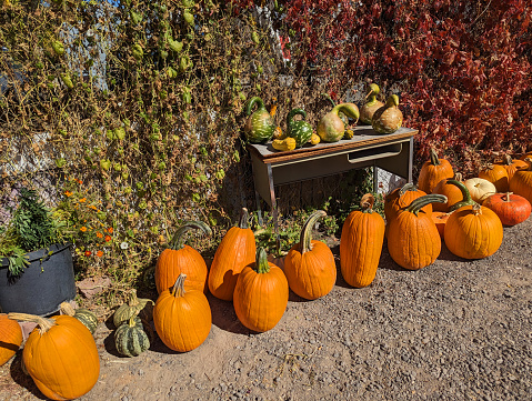 Fruit stand and pumpkins in Delta Colorado