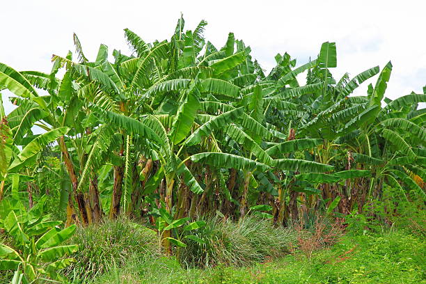 istock Banana tree plantation in nature with daylight 178081404