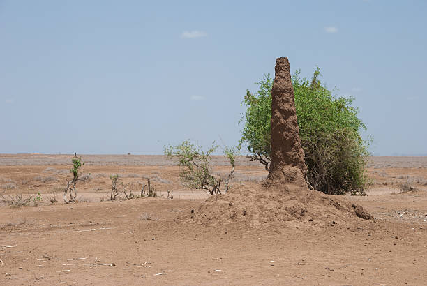 istock Anthill in Kenya, African 178081531