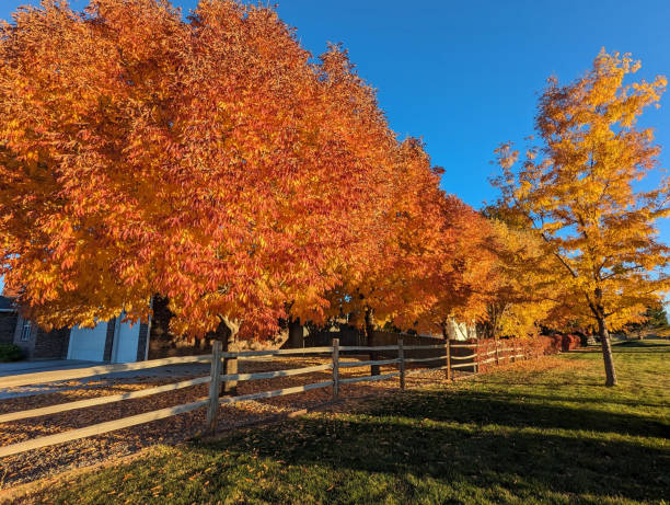 istock Autumn colors in Montrose Colorado 1780816228