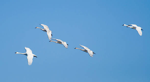 istock Flock of Swans 178081783