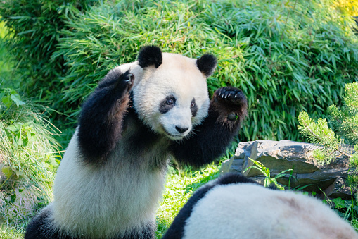 cheerful playing panda on green lawn. Rare endangered animals protected concept. Chinese property at Berlin Zoo. cute clumsy black and white bear . two brothers