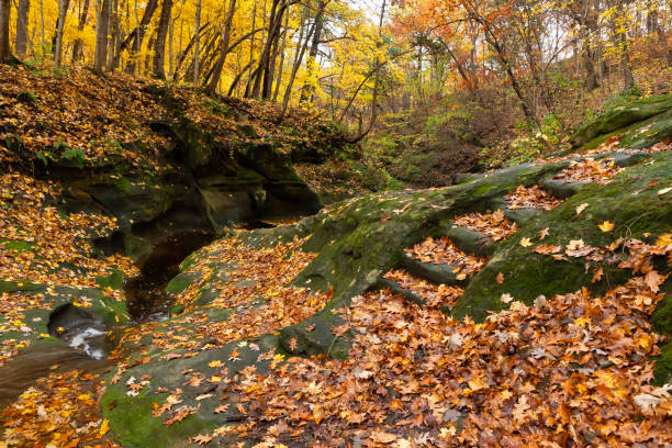 istock Autumn landscape in the woods. 1780818336