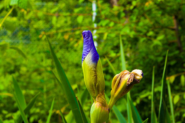 Ses fleurs de diffusion - Photo