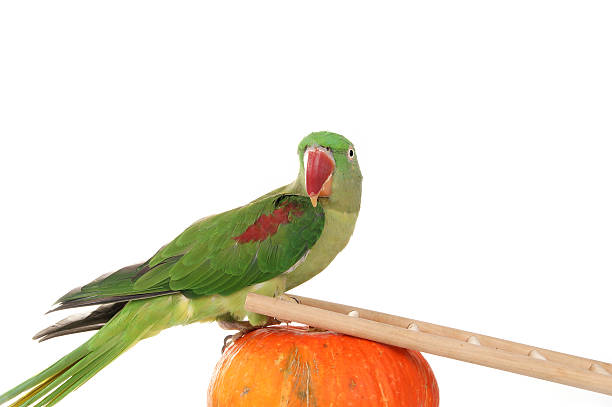 istock Big green ringed or Alexandrine parrot on white background 178082190