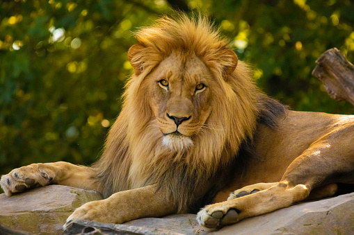 lion portrait , front view