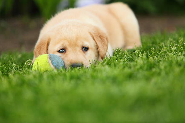 istock Lazy Labrador Retriever puppy in grass with ball 178082594