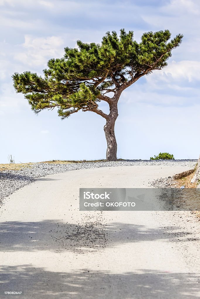 Adriatic pine tree A pine tree common in the region around Adriatic sea. Blue Stock Photo