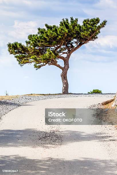 Adriatic Pine Tree Stock Photo - Download Image Now - Blue, Cloud - Sky, Croatia