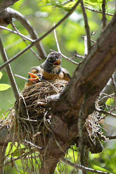 istock Mother and baby Robins 178082654
