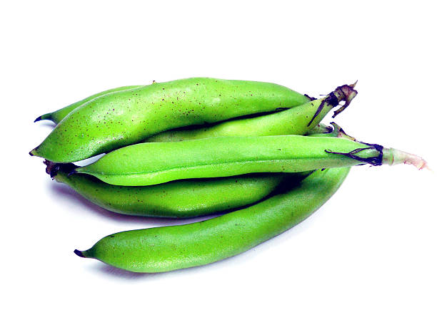 bunch of broad beans bunch of broad beans on a white background fabes stock pictures, royalty-free photos & images