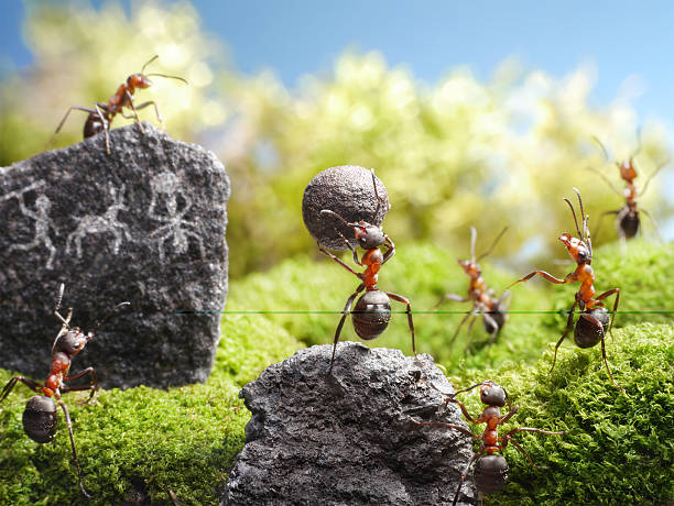istock deadly weapon, ant tales 178082871