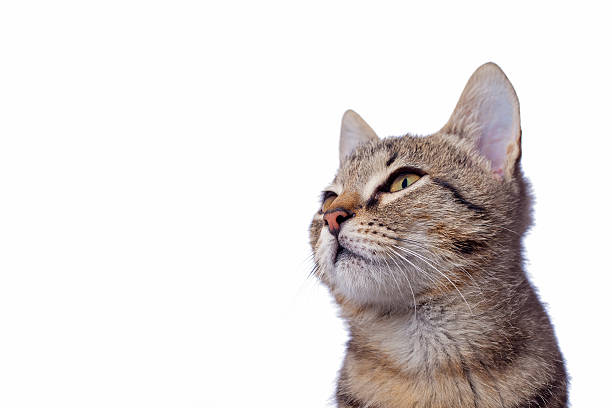 istock Cute baby tabby cat 178082943