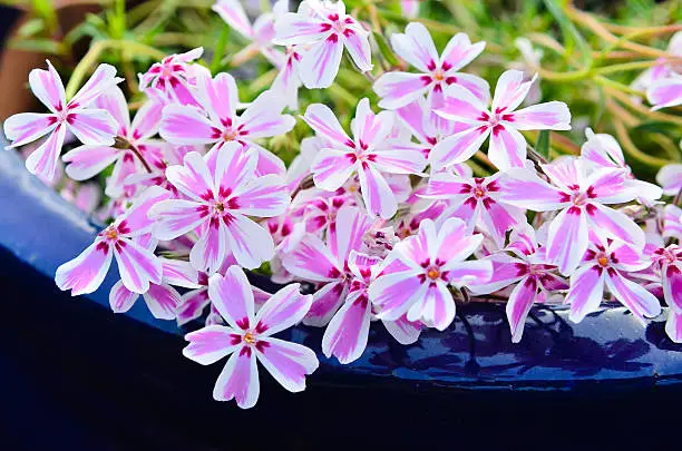 Phlox flowers, Paniculata growing outdoors in a flower pot