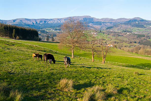 istock Cows. Carranza Valley, Biscay, Basque Country 178083618
