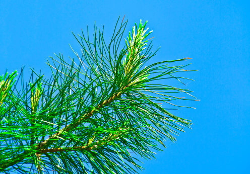evergreen branch, blue sky