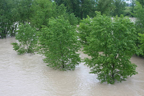 istock green trees of Elm and Hazel immersed in mud river 178084378